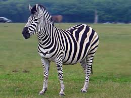 Una zebra